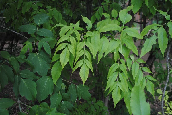 Les Feuilles Arbre Sur Fond Des Plantes Vertes — Photo