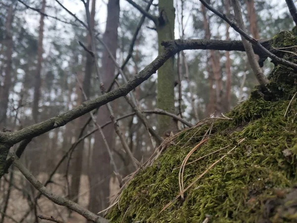 Branches Moss Trees Forest — Zdjęcie stockowe