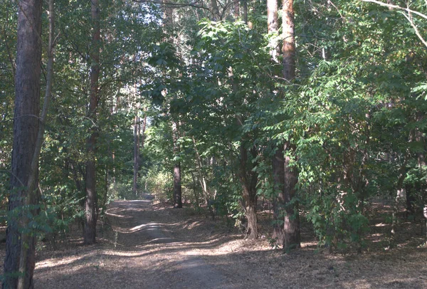 Green Trees Path Forest — Zdjęcie stockowe