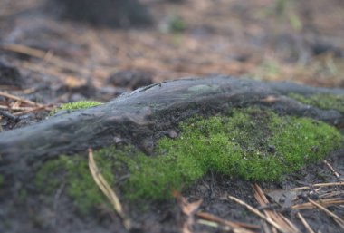 Sonbahar ormanlarında güzel yeşil yosunlar, güneş ışığı alan doğa arkaplanı. Makro.