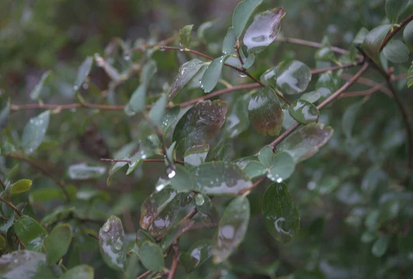 緑の茂みの葉のクローズアップショット — ストック写真