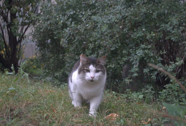 Katze Grünen Park Hintergrund — Stockfoto