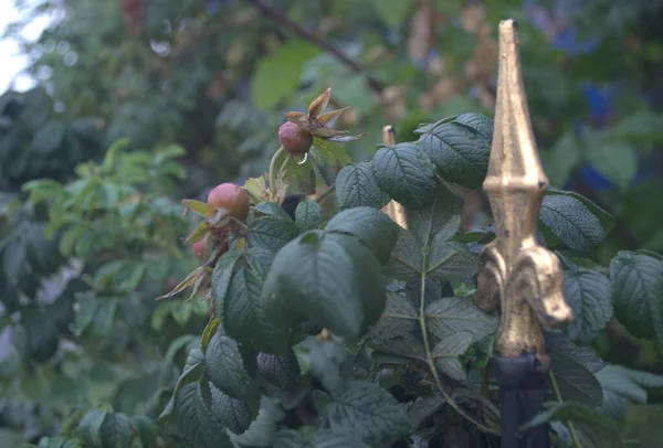 Gros Plan Verdure Sur Clôture — Photo