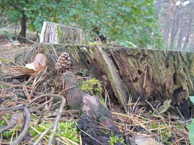 Ormanda kütük ve külah. Sonbahar.