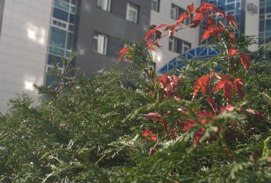 Kırmızı yapraklı güzel sonbahar manzarası