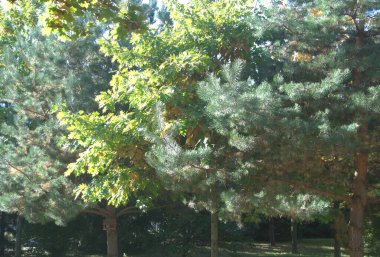 Ağaçları olan güzel yeşil orman