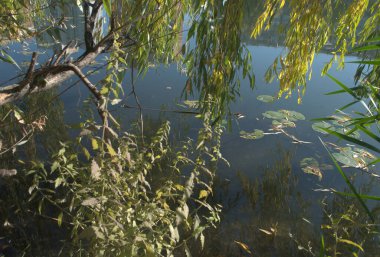 Güneş açık bir gölde parlıyor.