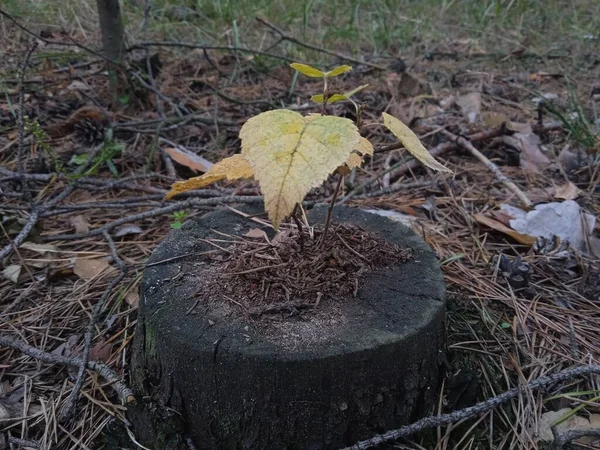 Herbstbaumstamm Auf Dem Baumstumpf — Stockfoto
