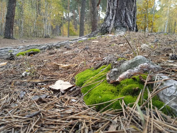 林间小路由苔藓 干松针和树叶构成 — 图库照片