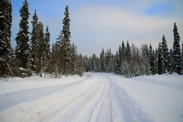 Floresta de Inverno. — Fotografia de Stock