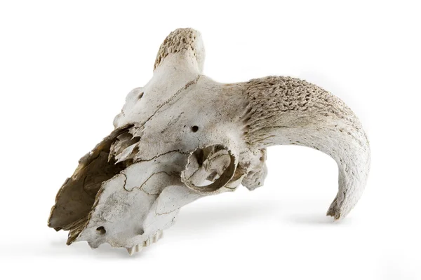 白で隔離される動物の頭蓋骨 ロイヤリティフリーのストック画像
