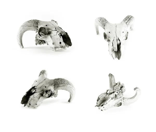 Plusieurs crânes d'animaux isolés sur fond blanc . — Photo
