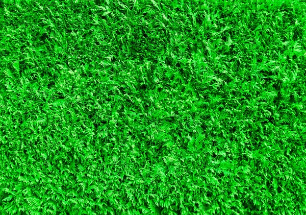 Green Meadow Lawn Useful Grass Background — Stock Photo, Image