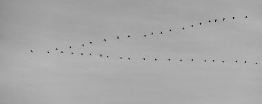 Gökteki göçmen kuşlar.