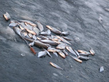 Fırın tepsisindeki parlak sebzeler.