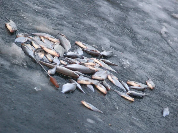 Fırın tepsisindeki parlak sebzeler.