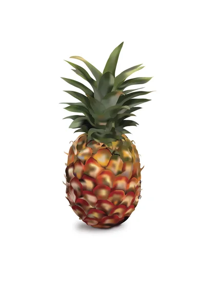 Ananas Meyve — Stok Vektör