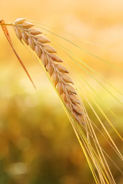 Golden corn ear — Stock Photo, Image