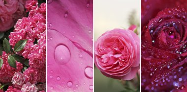 kolaj pembe ve kırmızı gül