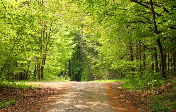 Crossway in a beech tree forest — Stock Photo, Image