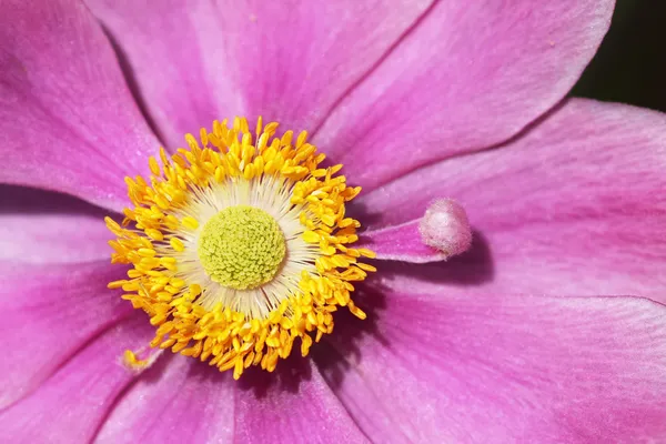 Anemone japonica makro — Zdjęcie stockowe