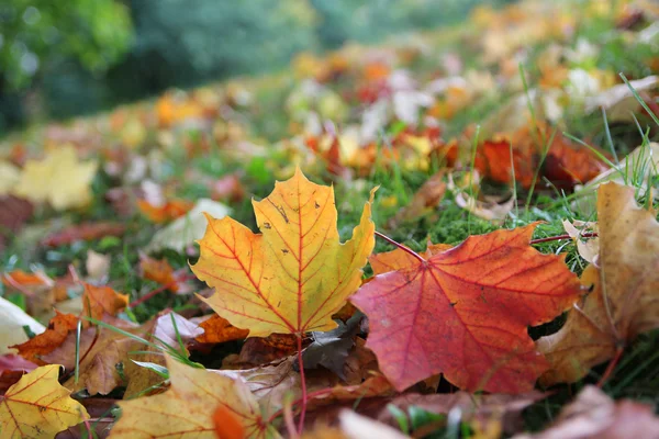 Autumnal maple leaves in the park — Stock Photo, Image