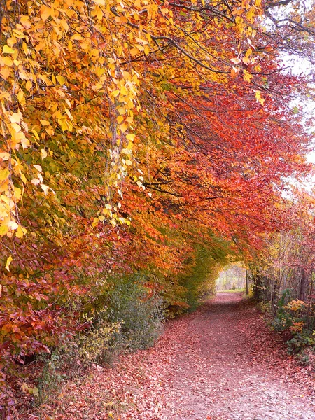 Hiking trail in autumnal colored beech wood — Stock Photo, Image