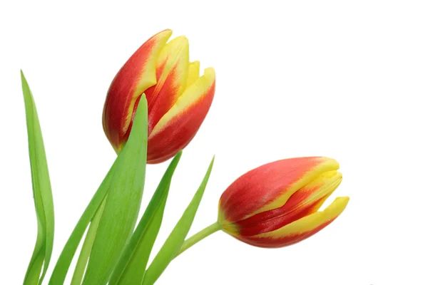 Twee tulpen geïsoleerd — Stockfoto