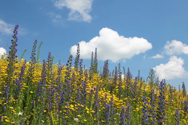 野生の雲と青い空を背景の花の草原 — ストック写真