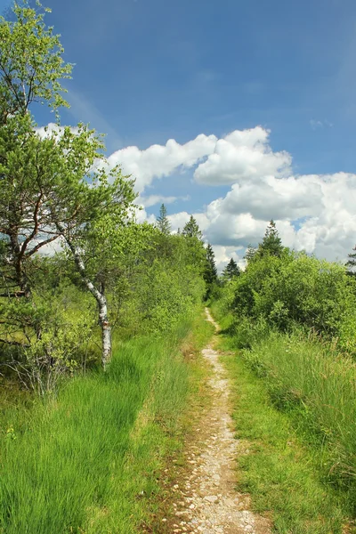 Footpath through bogland, nature protection area — Stock Photo, Image