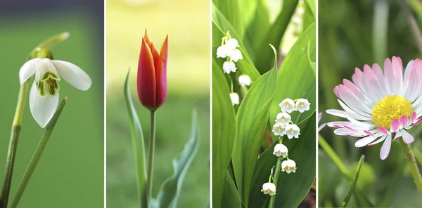 Collage of four springtime flowers — Stock Photo, Image