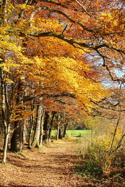 Höstlig väg genom färgstarka ekar — Stockfoto