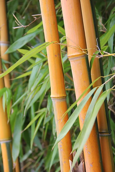 Bamboe stok en gebladerte — Stockfoto