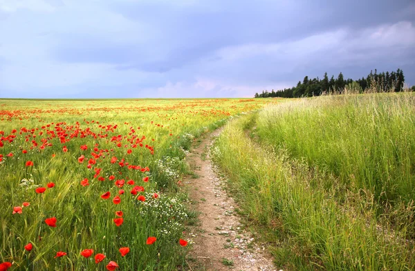 Ülkede yol aracılığıyla kırmızı haşhaş ile mısır tarlası — Stok fotoğraf