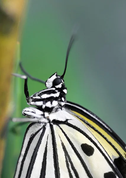 Nahaufnahme eines sitzenden tropischen Schmetterlings — Stockfoto