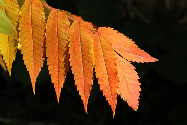 Autumnal colored branch of sumac tree on black background — Stock Photo, Image