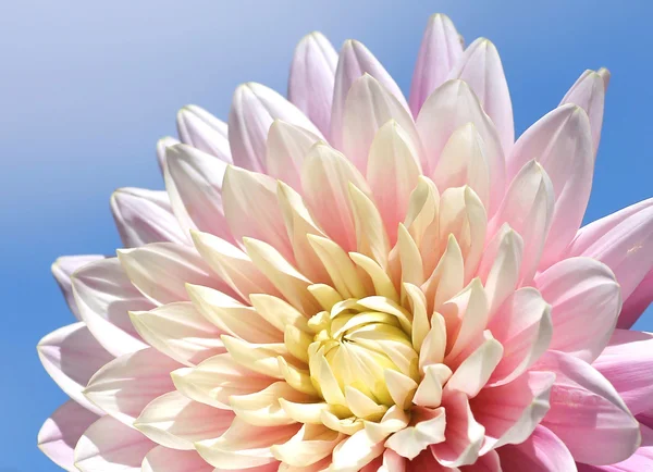 Chrysant bloem tegen blauwe hemel — Stockfoto