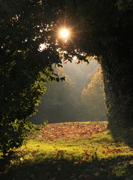 Arche magique et dégagement dans les bois avec lumière du soleil — Photo