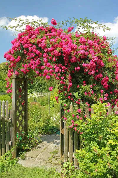 Blomstrende vandrer steg på en buet havedør - Stock-foto