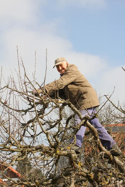 Giardiniere invecchiato nella corona dell'albero, tagliando melo — Foto Stock