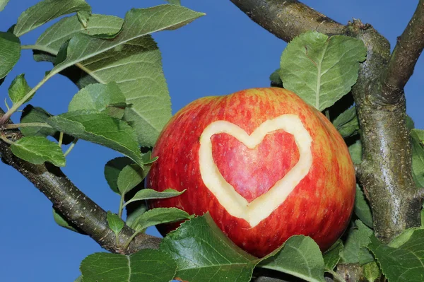 Manzana roja en un manzano con símbolo del corazón —  Fotos de Stock