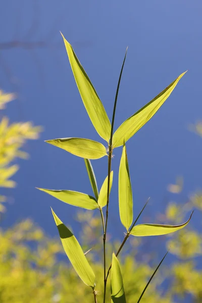 Frische Bambusblätter gegen blauen Himmel — Stockfoto
