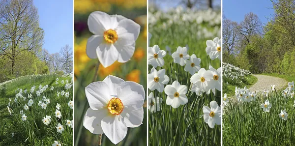 Collage - fiori di narciso selvatico nel parco — Foto Stock