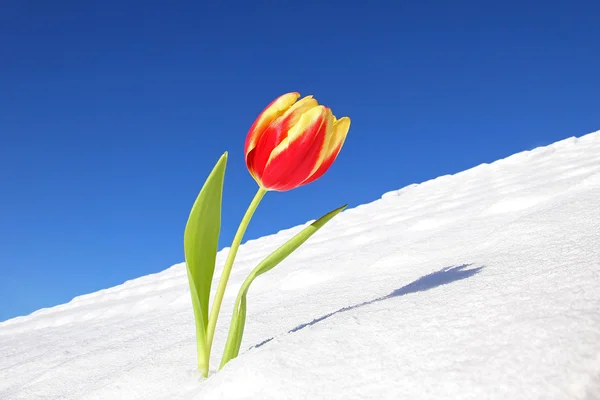 Tulipe de printemps dans la neige — Photo