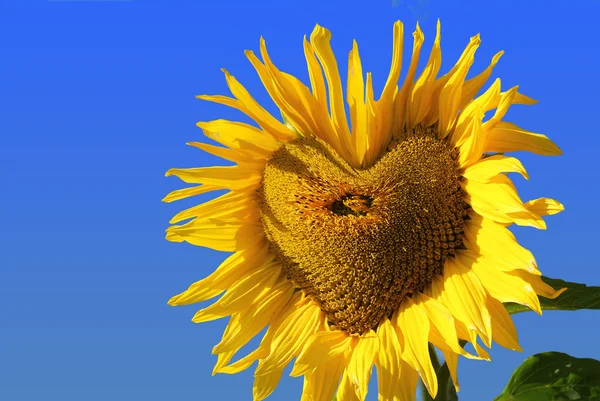Zářivě barevné Slunečnice s uprostřed ve tvaru srdce, proti modré obloze — Stock fotografie