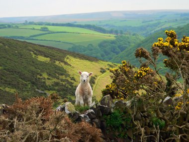 kızcağıza exmoor otelleri