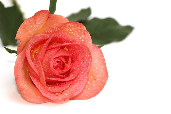 Rosa naranja con gotas de rocío —  Fotos de Stock