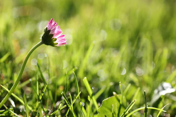 Een daisy flower in gras — Stockfoto