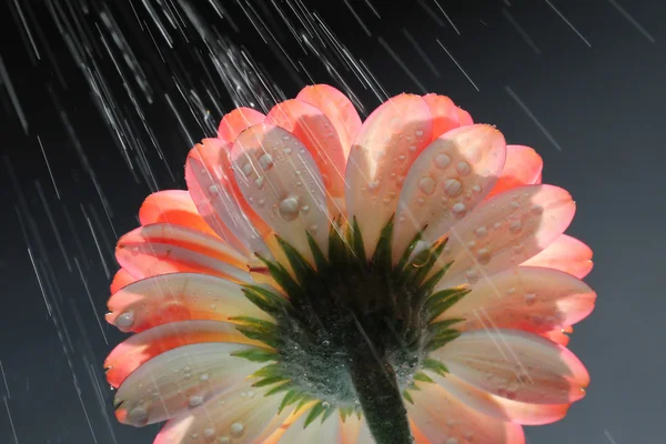 Daisy gerber na chuva — Fotografia de Stock