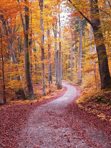 Jesienny spacer sposób — Zdjęcie stockowe